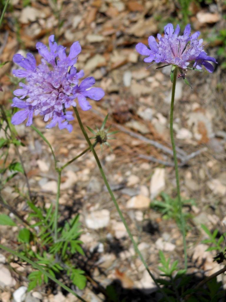 Fiore lilla - Scabiosa sp.